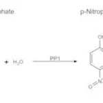 Merck PROTEIN PHOSPHATASE-1, CATALYTIC