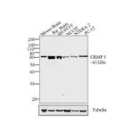 Thermo Fisher Scientific Goat anti-Rat IgG (H+L) Secondary Antibody, HRP
