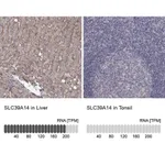 Merck Anti-SLC39A14 antibody produced in rabbit