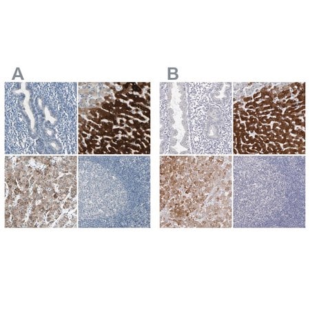Merck Anti-CYP2E1 antibody produced in rabbit