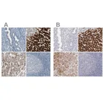 Merck Anti-CYP2E1 antibody produced in rabbit