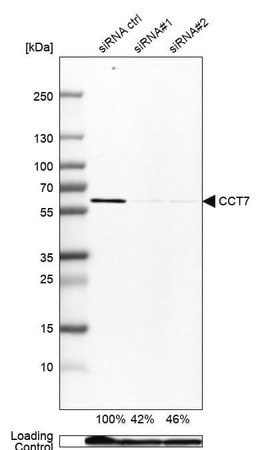 Merck Anti-CCT7 antibody produced in rabbit