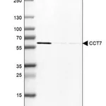 Merck Anti-CCT7 antibody produced in rabbit