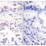 Merck Anti-XRCC3 antibody produced in rabbit