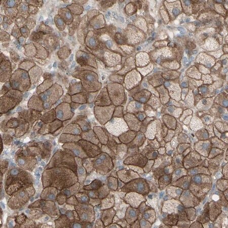 Merck Anti-GRAMD1B antibody produced in rabbit