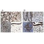Merck Anti-RRBP1 antibody produced in rabbit