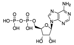 Merck ADENOSINE 5````-DIPHOSPHATE