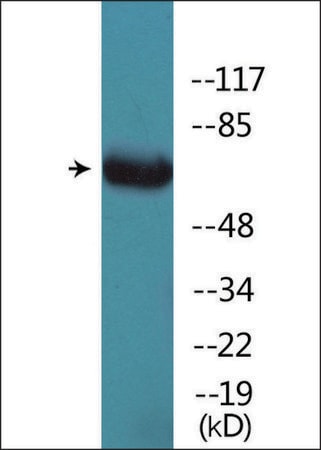 Merck Anti-phospho-GRB2 (pSer159) antibody produced in rabbit
