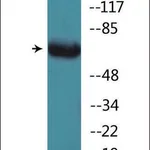 Merck Anti-phospho-GRB2 (pSer159) antibody produced in rabbit