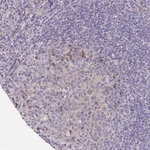Merck Anti-LTK antibody produced in rabbit