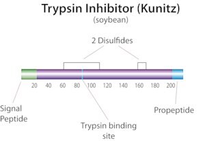 Merck TRYPSIN INHIBITOR FROM FROM GLYCINE MAX&