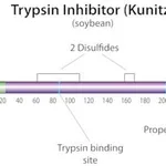 Merck TRYPSIN INHIBITOR FROM FROM GLYCINE MAX&