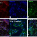 Thermo Fisher Scientific Rabbit anti-Goat IgG (H+L) Cross-Adsorbed Secondary Antibody, Alexa Fluor 680