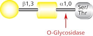 Merck O-GLYCOSIDASE FROM STREPTOCOCCUS PNEUMON