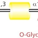 Merck O-GLYCOSIDASE FROM STREPTOCOCCUS PNEUMON