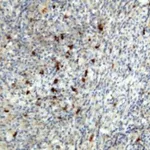 Thermo Fisher Scientific Rabbit anti-Human IgA1/IgA2 Recombinant Secondary Antibody