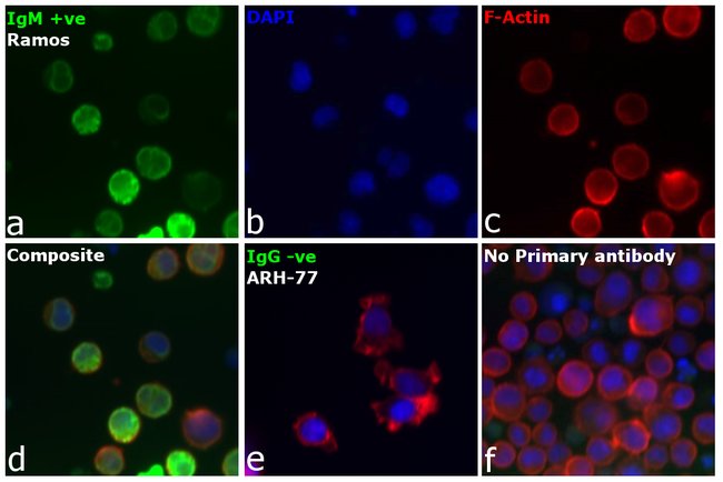 Thermo Fisher Scientific Goat anti-Human IgM (Heavy chain) Secondary Antibody