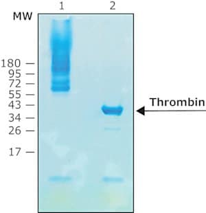Merck THROMBIN PROTEASE, BIOTIN-TAGGED