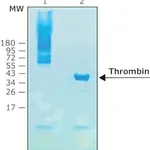 Merck THROMBIN PROTEASE, BIOTIN-TAGGED