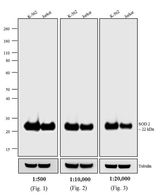 Thermo Fisher Scientific Rabbit anti-Mouse IgG (H+L) Secondary Antibody, HRP