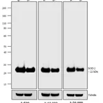 Thermo Fisher Scientific Rabbit anti-Mouse IgG (H+L) Secondary Antibody, HRP