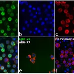 Thermo Fisher Scientific Rabbit anti-Human IgM Secondary Antibody