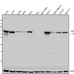Thermo Fisher Scientific Goat anti-Mouse IgG (H+L) Secondary Antibody, HRP