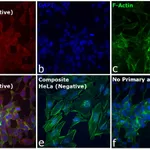 Thermo Fisher Scientific Rabbit anti-Goat IgG (H+L) Cross-Adsorbed Secondary Antibody, Alexa Fluor 633