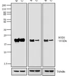 Thermo Fisher Scientific Goat anti-Mouse IgG Fc Cross-Adsorbed Secondary Antibody, AP