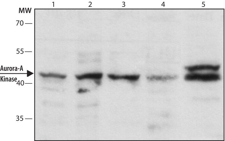 Merck Anti-Aurora-A Kinase antibody, Mouse monoclonal