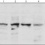 Merck Anti-Aurora-A Kinase antibody, Mouse monoclonal