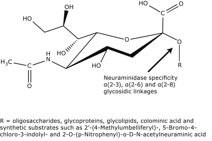Merck Neuraminidase from Vibrio cholerae