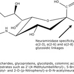 Merck Neuraminidase from Vibrio cholerae