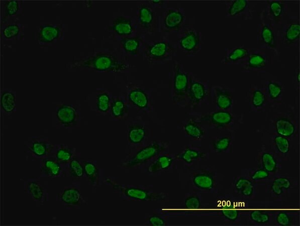 Merck Monoclonal Anti-POU4F3 antibody produced in mouse