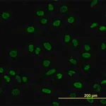 Merck Monoclonal Anti-POU4F3 antibody produced in mouse