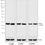 Thermo Fisher Scientific Chicken anti-Rabbit IgG (H+L) Cross-Adsorbed Secondary Antibody, AP