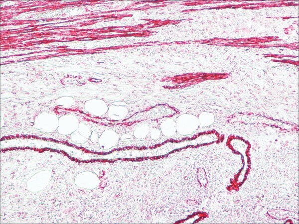 Merck Anti-Mouse IgG (Fc specific)-Alkaline Phosphatase antibody produced in goat
