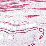 Merck Anti-Mouse IgG (Fc specific)-Alkaline Phosphatase antibody produced in goat