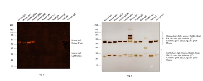 Thermo Fisher Scientific F(ab`)2-Goat anti-Mouse IgG (H+L) Secondary Antibody, Qdot 565
