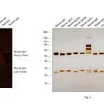 Thermo Fisher Scientific F(ab`)2-Goat anti-Mouse IgG (H+L) Secondary Antibody, Qdot 565