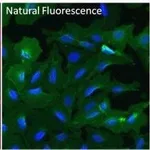 Thermo Fisher Scientific Goat anti-Mouse IgG (H+L) Secondary Antibody, DyLight 550