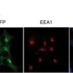Thermo Fisher Scientific Goat anti-Mouse IgG (H+L) Cross-Adsorbed Secondary Antibody, Alexa Fluor 647