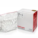 Thermo Fisher Scientific Thin-walled, frosted lid, RNase-free PCR tubes (0.5 mL)