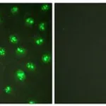 Merck ANTI-P57 KIP2 ANTIBODY PRODUCED IN RABBI