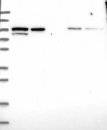 Merck Anti-PDCD6IP antibody produced in rabbit