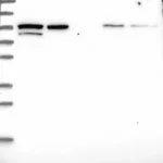 Merck Anti-PDCD6IP antibody produced in rabbit