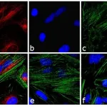 Thermo Fisher Scientific Rabbit anti-Mouse IgG (H+L) Cross-Adsorbed Secondary Antibody, TRITC