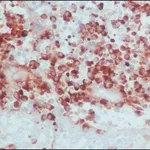 Merck ANTI-HUMAN IGG (WHOLE MOLECULE) &