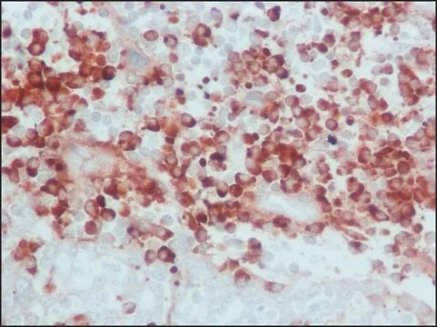 Merck ANTI-HUMAN IGG (WHOLE MOLECULE) &