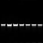 Thermo Fisher Scientific PCR Master Mix (2X), 200 reactions